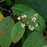 Persicaria chinensis (L.) H.Gross